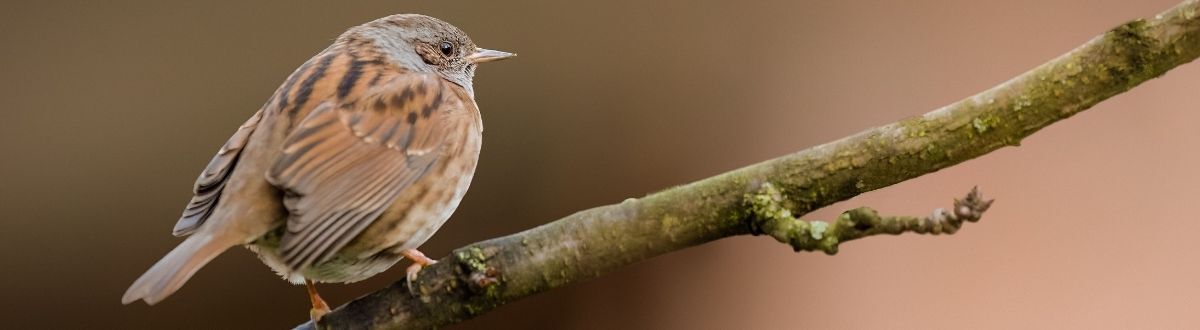 [paste advice page name here]